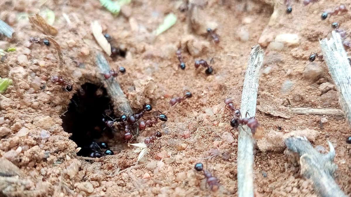 Ants streaming in and out of a hidden nest hole in the soil