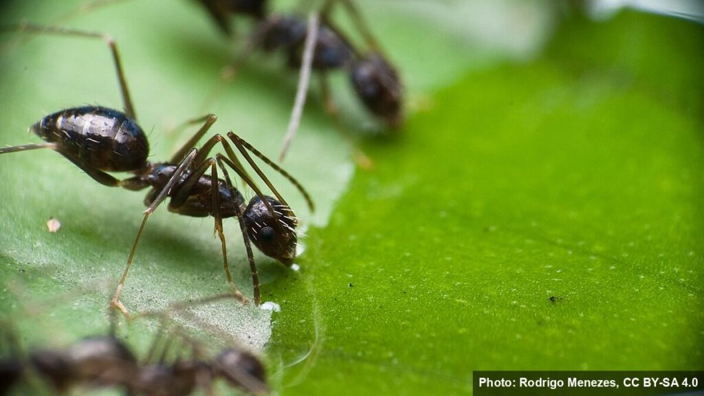 Close-up of dark house ants feeding on a droplet of sweet liquid on a green leaf