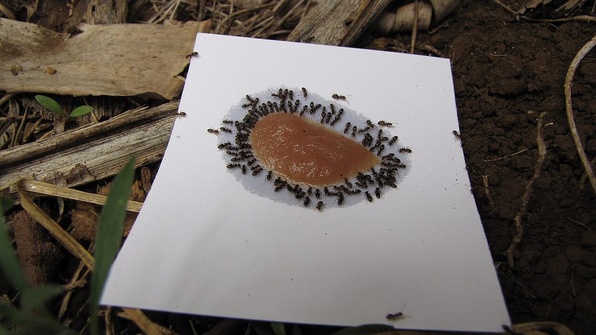 Dozens of ants swarming a blob of bait on a white card