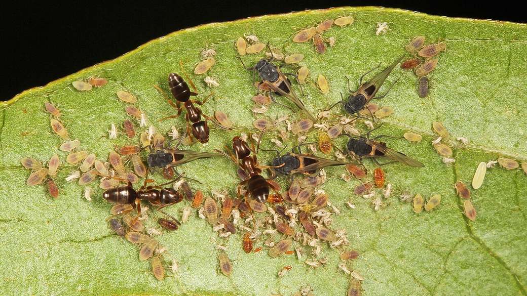 Small dark household ants moving across a green leaf among aphids