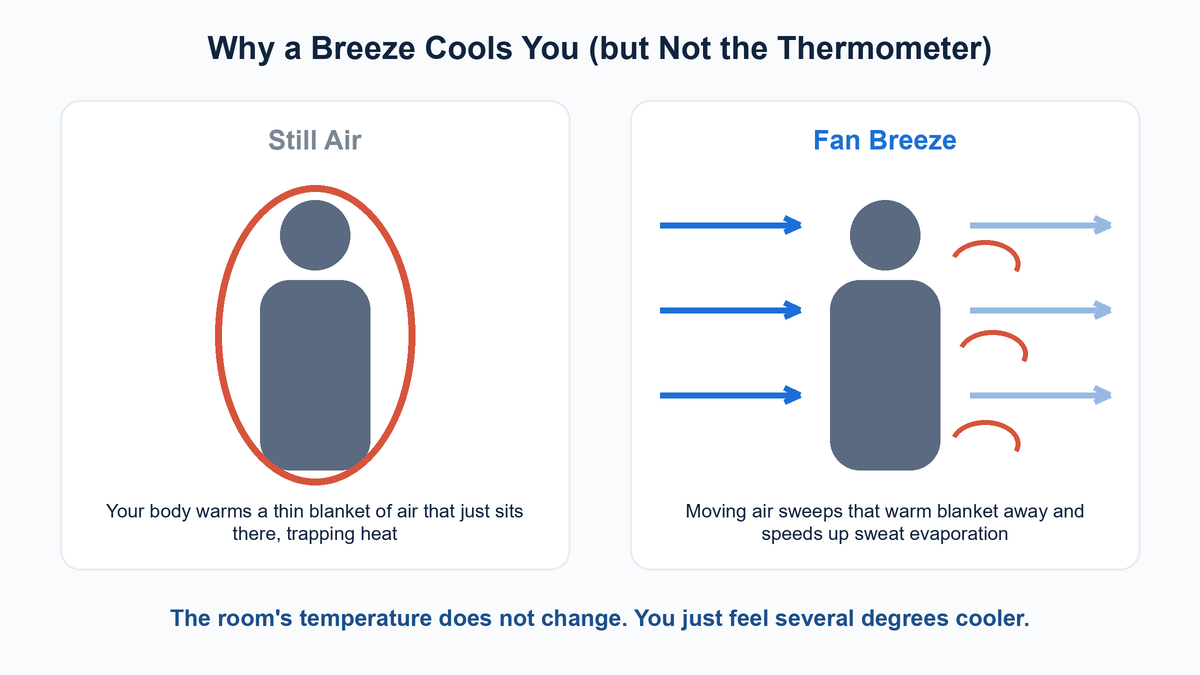 Diagram showing how still air traps a warm layer around the body while a fan breeze sweeps it away and speeds up sweat evaporation