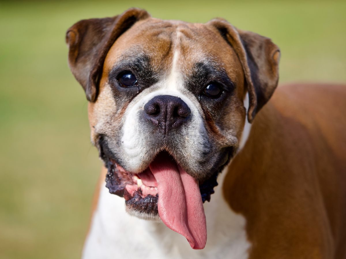 Close-up of a boxer dog panting with its tongue out, the normal way dogs cool themselves