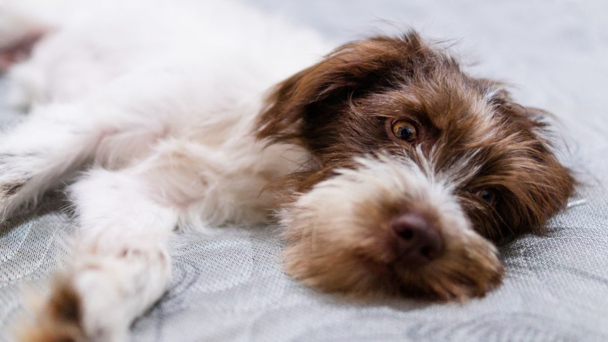 A scruffy brown and white dog lying awake and restless on a bed, eyes open at rest