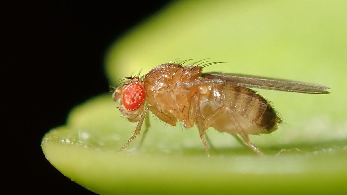 Extreme macro of a single fruit fly (Drosophila) with a tan body and bright red eyes resting on a green leaf edge
