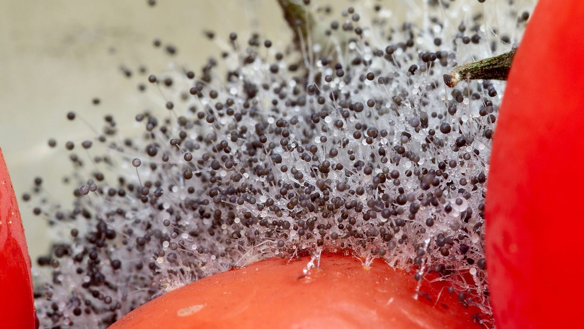 Close-up of white mold spreading across overripe tomatoes, the kind of fermenting produce that works as fruit fly bait