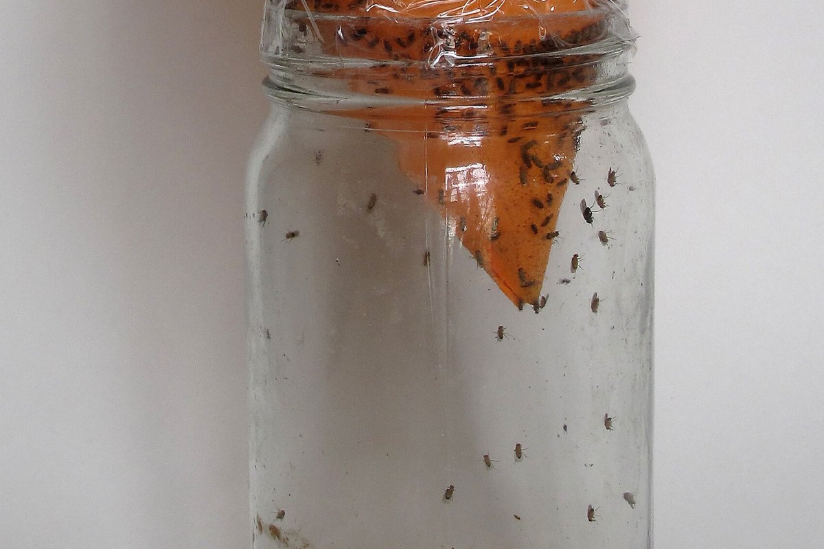 A homemade paper-funnel fruit fly trap made from an orange paper cone in a glass jar, with dozens of fruit flies caught in the bait liquid