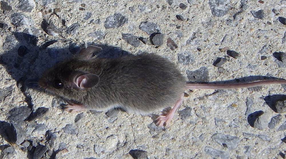 A small brown house mouse out in the open on a pale concrete surface in daylight
