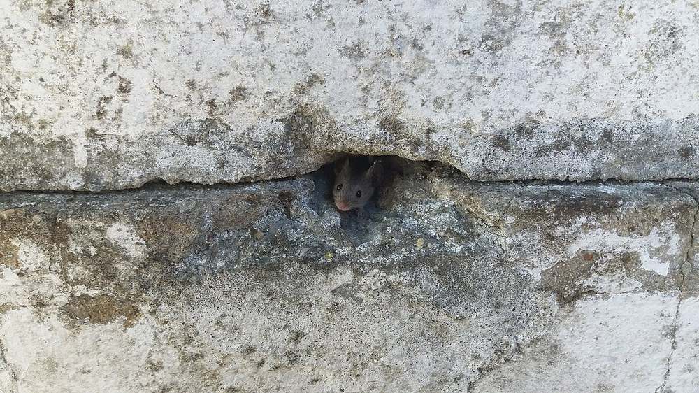 A house mouse peering out of a small hole in a stone wall