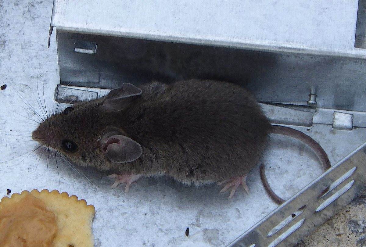 A house mouse sitting in the open, the kind of daytime sighting that usually means the nest is crowded