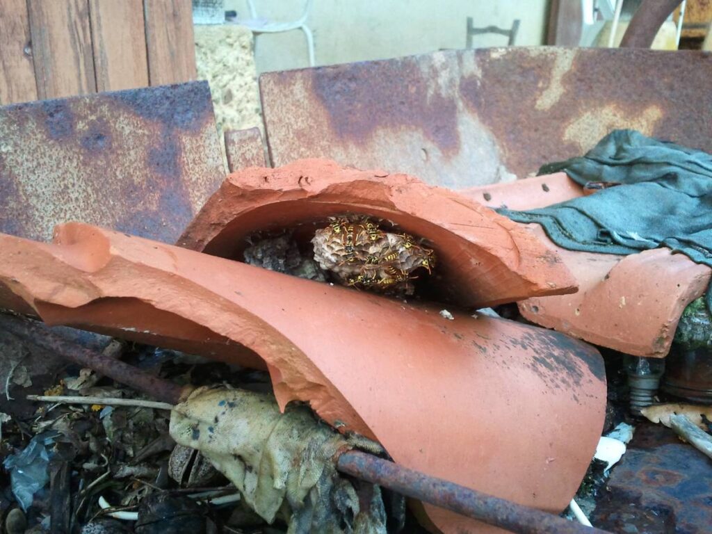 A cluster of paper wasps on their small grey nest tucked between terracotta roof tiles on a house