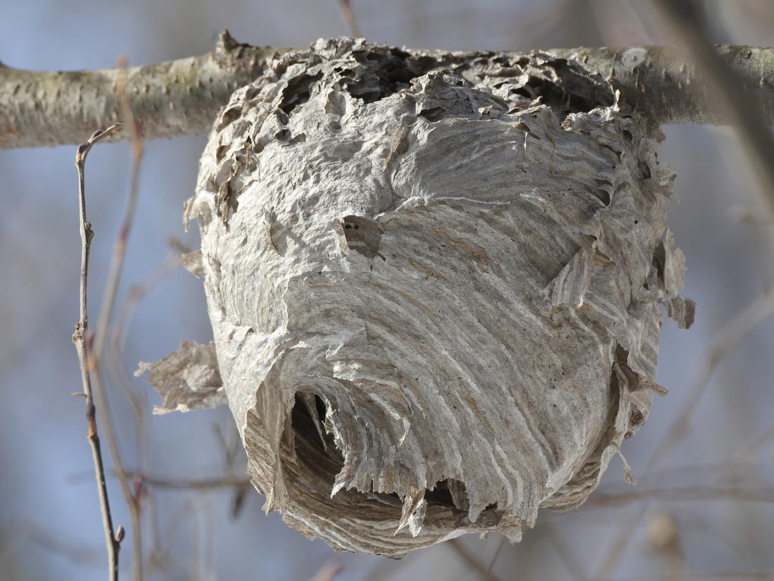 A large grey enclosed bald-faced hornet paper nest shaped like a football hanging from a tree branch, with one hole at the bottom