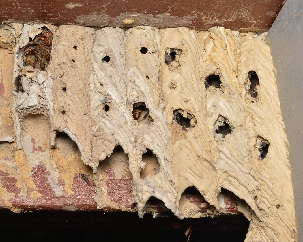 Rows of dried mud tubes built side by side by an organ-pipe mud dauber wasp on a wooden beam, resembling a pipe organ