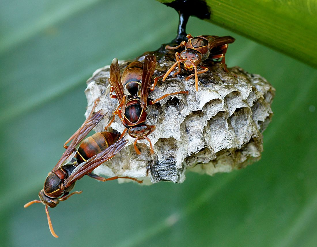 Close-up of paper wasps on an open, umbrella-shaped grey paper comb hanging from a single stalk, with visible open cells