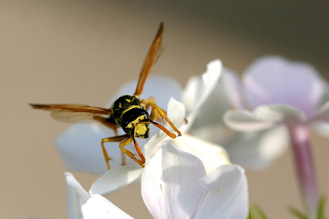 A paper wasp feeding on a white flower, showing that wasps also act as pollinators in the garden