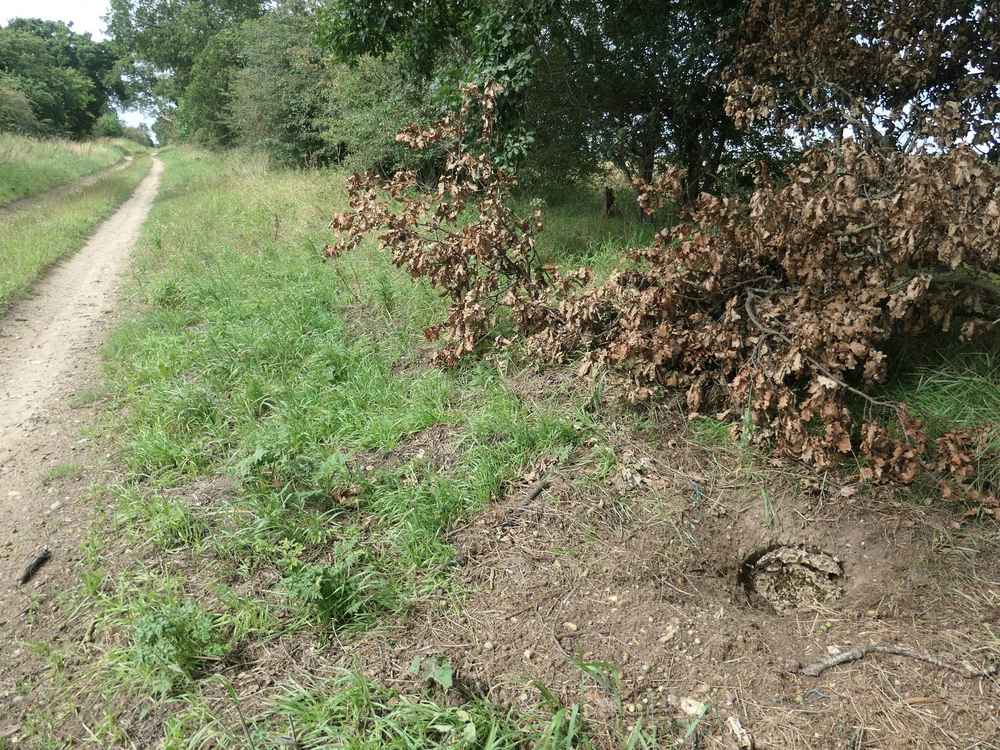 A wasp nest entrance hole in the ground at the edge of a grassy path, the dangerous kind of hidden yellowjacket nest